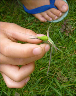 「バッタ、大きいね」神奈川県 pipi 様