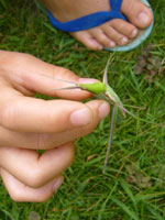 バッタ、大きいね